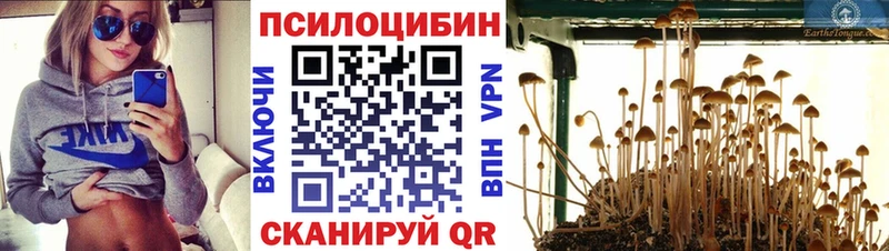 Галлюциногенные грибы Cubensis  Цоци-Юрт 